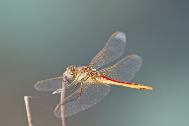 Libellula Sympetrum ? s, S. fonscolombii